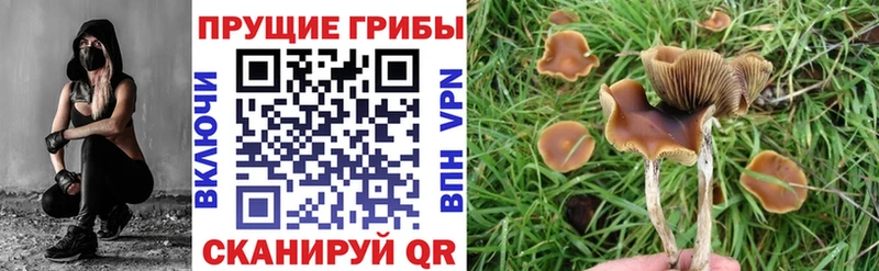 Галлюциногенные грибы мухоморы  купить наркотики цена  Бикин 